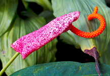 alien flower