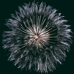 Milk Weed 1
