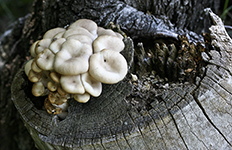 Mushroom Log
