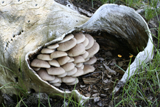 Mushroom Log
