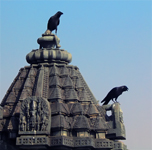 Temple black birds